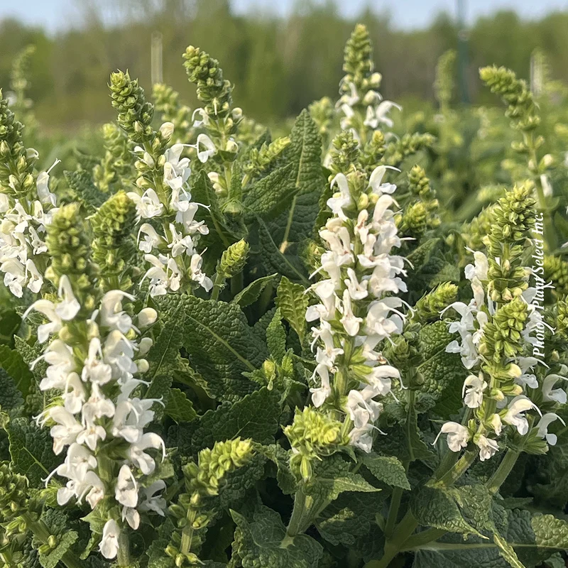 Sauge vivace ‘Bumblesnow’ (Salvia nemorosa 'Bumblesnow')