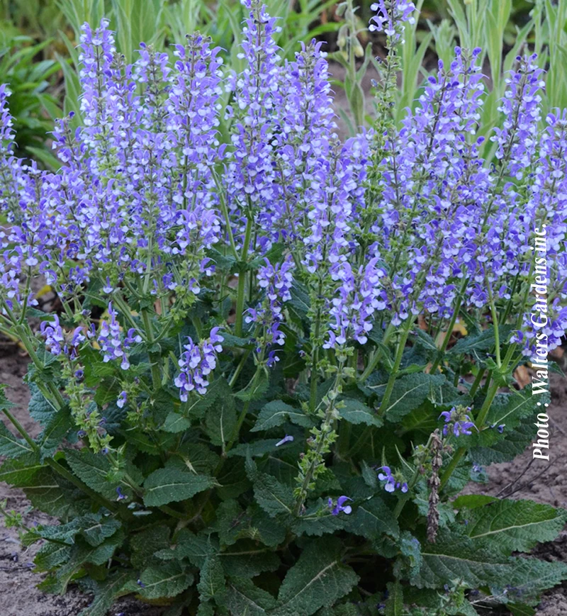 Sauge vivace ‘Color Spires Azure Snow’ (Salvia Color Spires® 'Azure Snow')