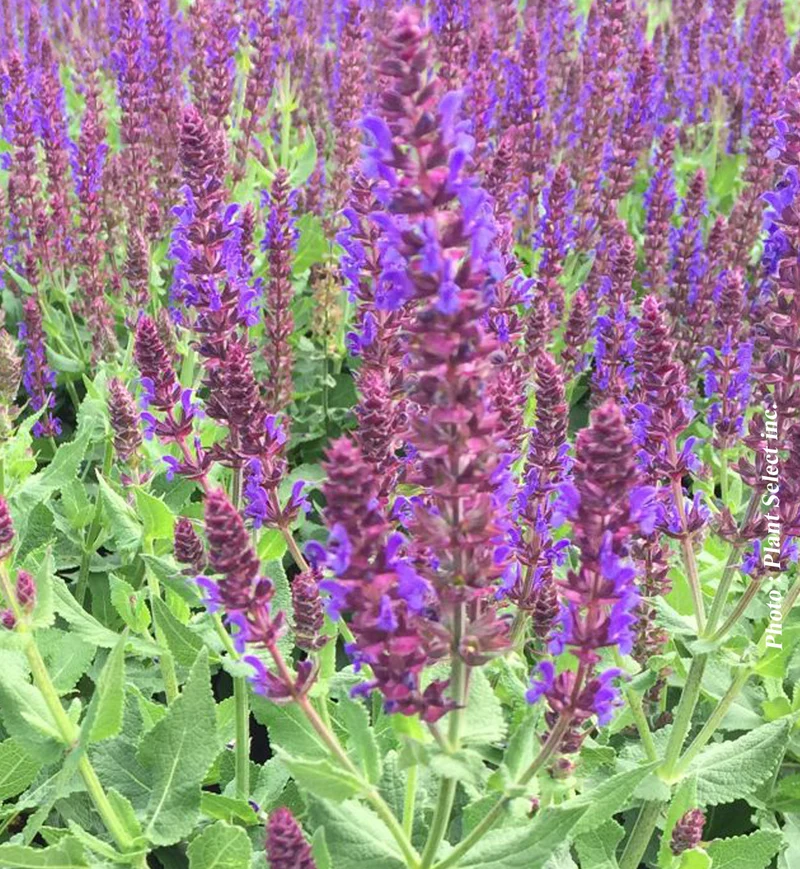 Sauge vivace ‘Color Spires Violet Riot’ (Salvia Color Spires® 'Violet Riot')