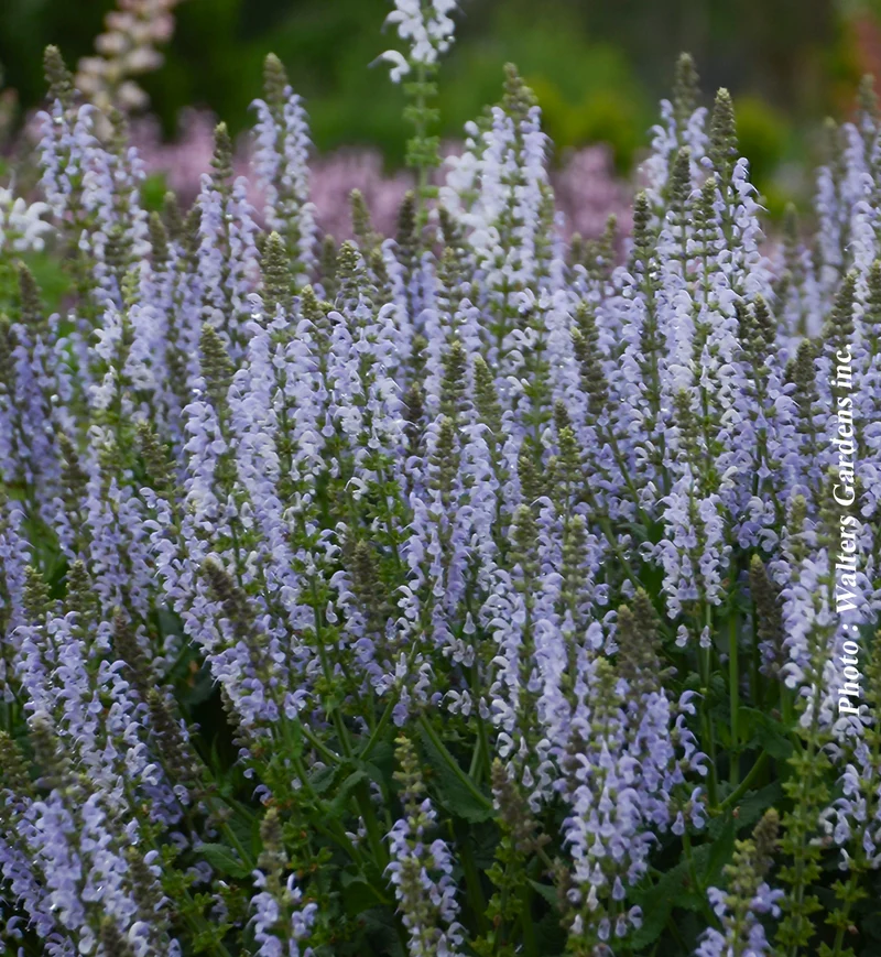 Sauge vivace ‘Color Spires Crystal Blue’ (Salvia Color Spires® 'Crystal Blue')