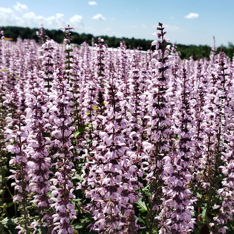 Sauge vivace ‘Feathers Flamingo’ (Salvia 'Feathers Flamingo')