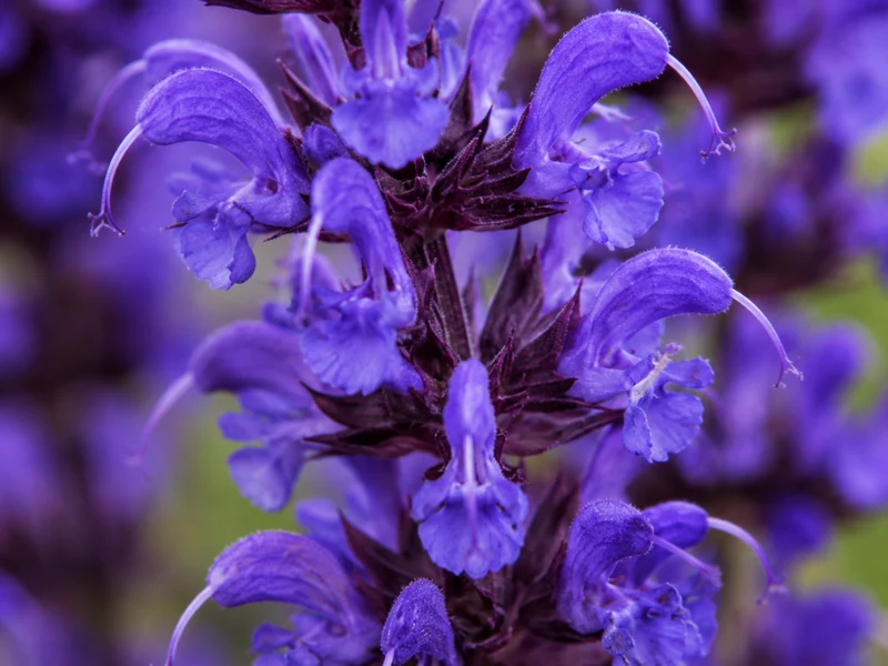 Sauge vivace ‘May Night’ (Salvia nemorosa 'May Night')