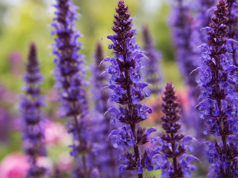 Sauge vivace ‘May Night’ (Salvia nemorosa 'May Night')