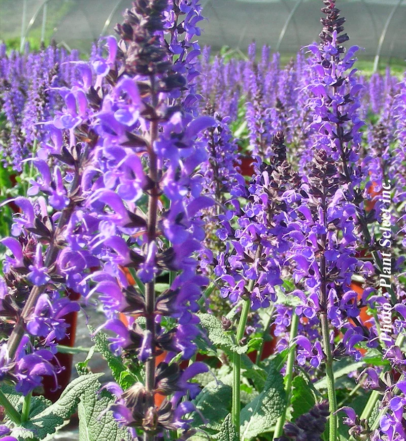 Sauge vivace ‘May Night’ (Salvia nemorosa 'May Night')