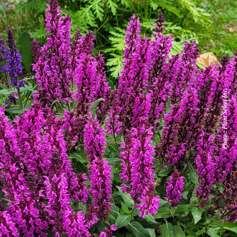 Sauge vivace ‘Rose Marvel’ (Salvia 'Rose Marvel')