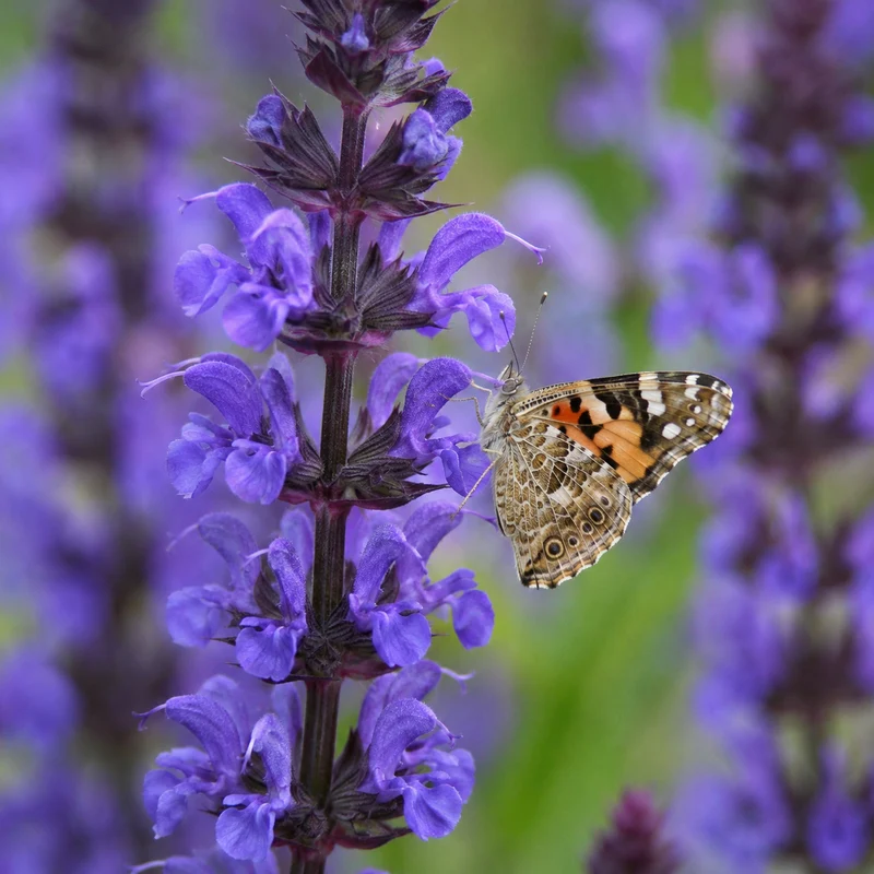 Sauge vivace ‘Sky Blue Marvel’ (Salvia nemorosa 'Sky Blue Marvel')