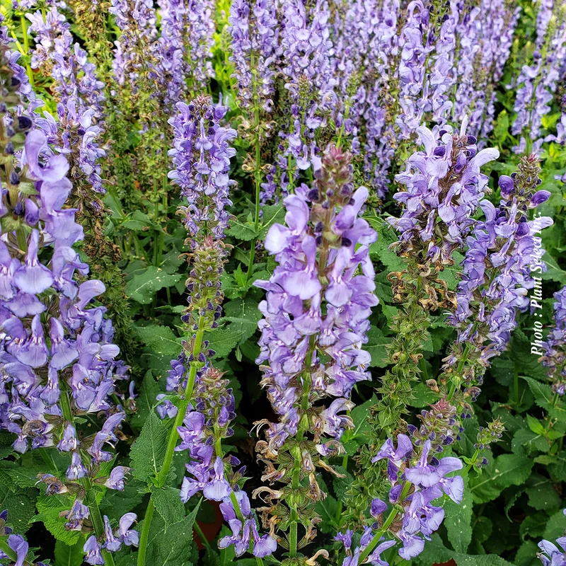 Sauge vivace ‘Sky Blue Marvel’ (Salvia nemorosa 'Sky Blue Marvel')