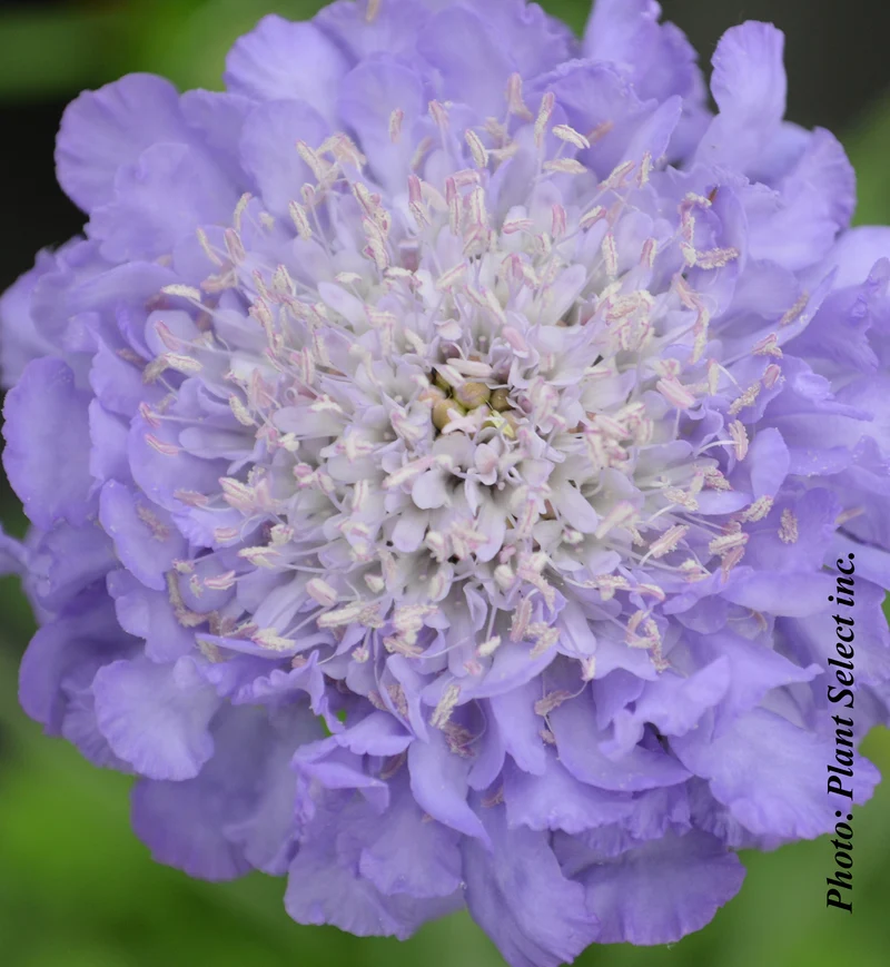 Scabieuse ‘Butterfly Blue’ (Scabiosa columbaria 'Butterfly Blue')