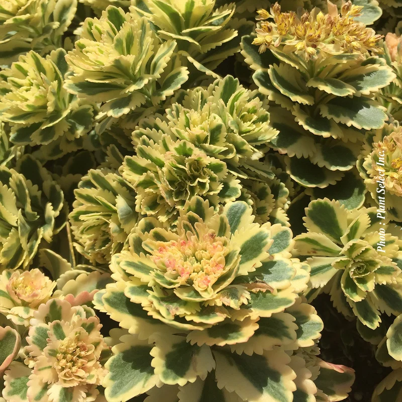 Orpin ‘Atlantis’ (Sedum takesimense 'Atlantis')