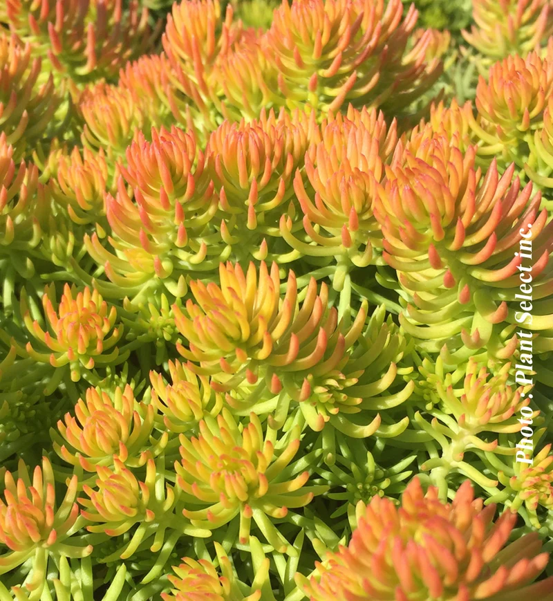 Orpin ‘Angelina’ (Sedum rupestre 'Angelina')