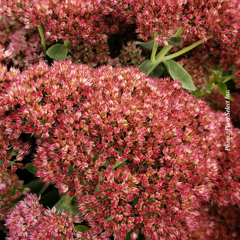 Orpin ‘Autumn Joy’ (Sedum spectabile 'Autumn Joy')