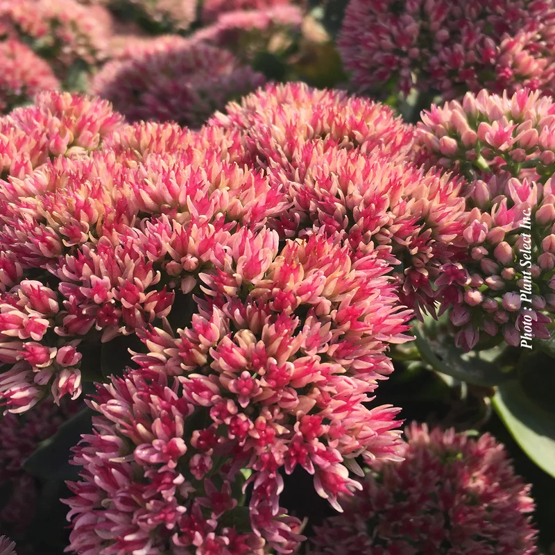 Orpin ‘Autumn Fire’ (Sedum 'Autumn Fire')