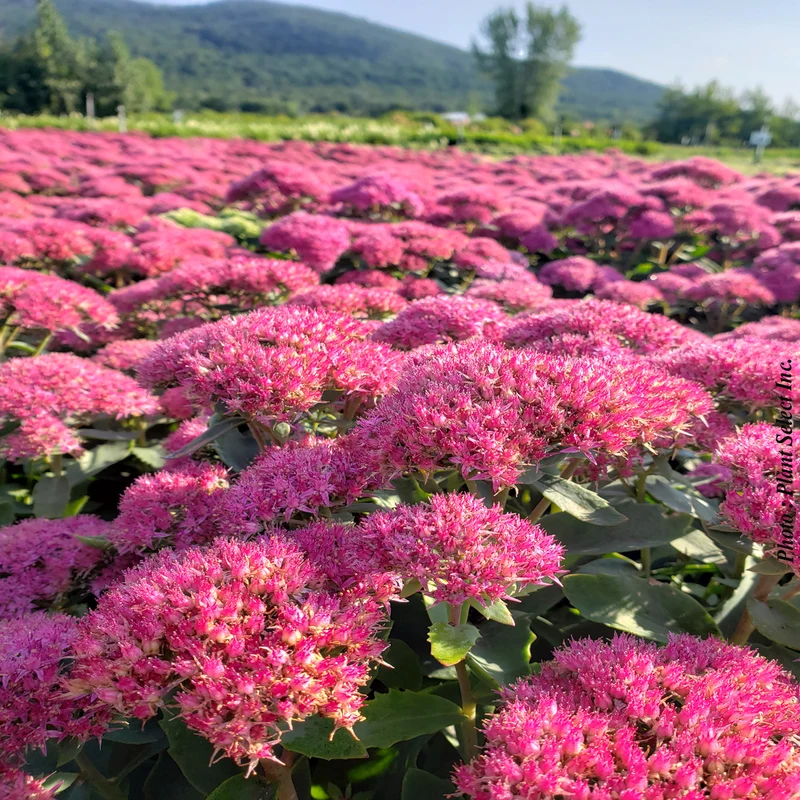 Orpin ‘Carl’ (Sedum 'Carl')