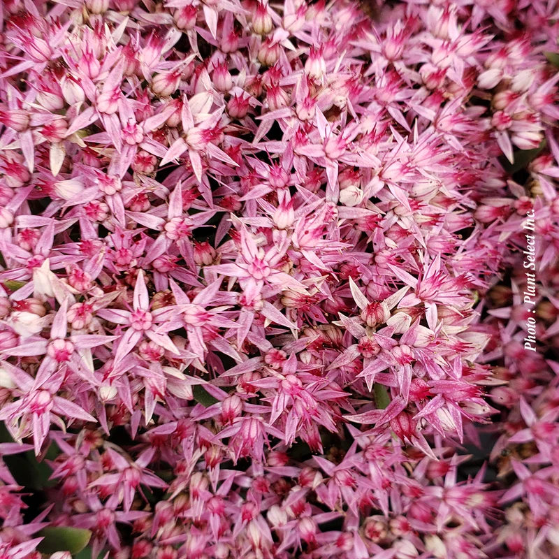Orpin ‘Mr. Goodbud’ (Sedum 'Mr. Goodbud')