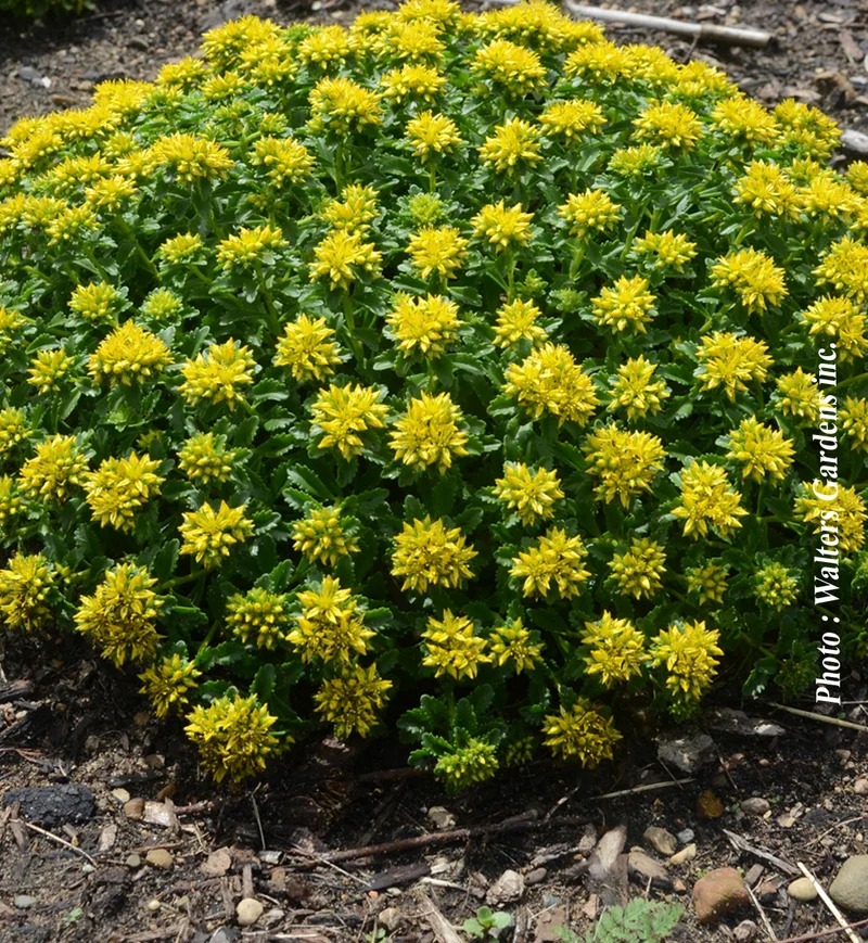 Orpin ‘Little Miss Sunshine’ (Sedum 'Little Miss Sunshine')