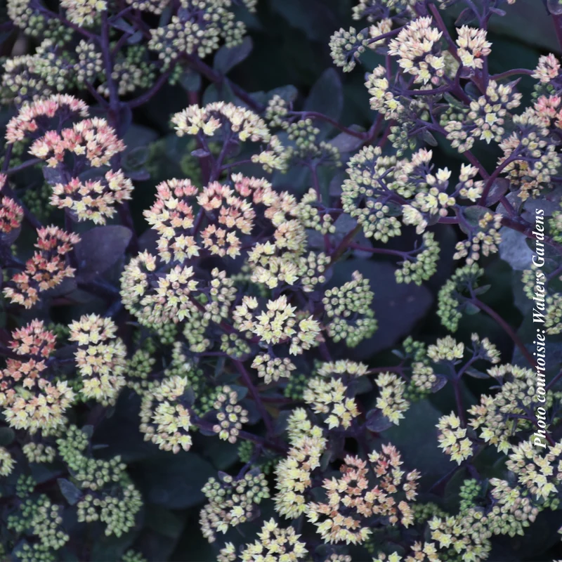 Orpin ‘Night Light’ (Sedum 'Night Light')