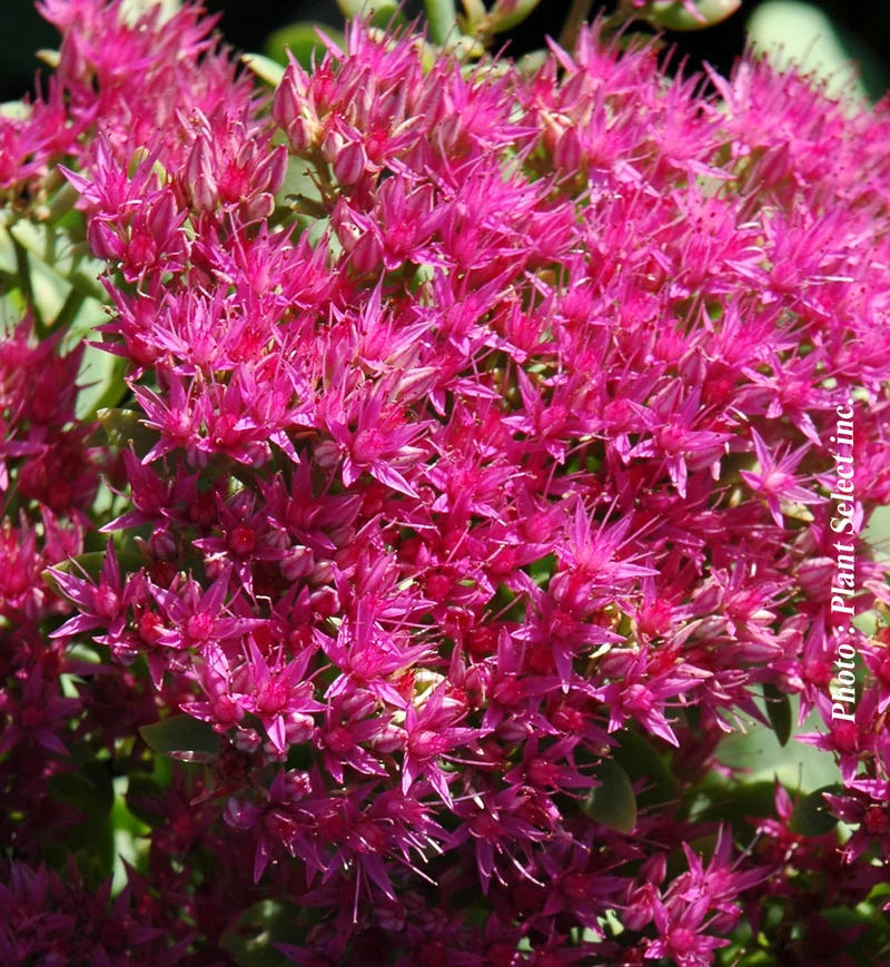 Orpin ‘Neon’ (Sedum spectabile 'Neon')