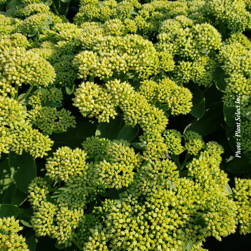 Orpin ‘Rock'N Grow Lemonjade’ (Sedum Rock'N Grow 'Lemonjade')