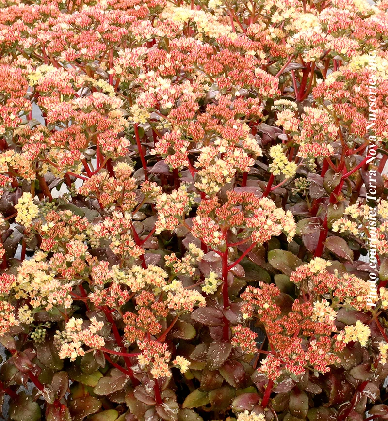 Orpin ‘Peach Pearls’ (Sedum 'Peach Pearls')