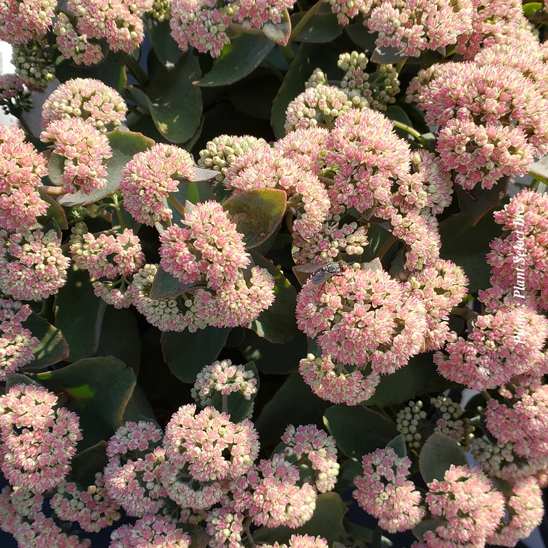 Orpin ‘Rock'N Grow Coraljade’ (Sedum Rock'N Grow® 'Coraljade')