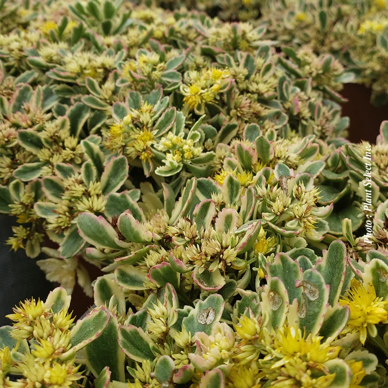Orpin ‘Rock'N Grow Boogie Woogie’ (Sedum Rock'N Grow® 'Boogie Woogie')