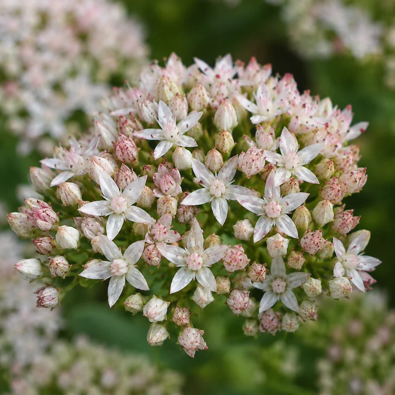 Orpin ‘Rock'N Round Bundle of Joy’ (Sedum Rock'N Round® 'Bundle Of Joy')
