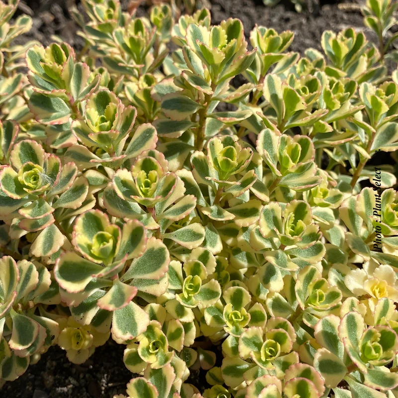 Orpin ‘What a Doozie’ (Sedum spurium 'What a Doozie')