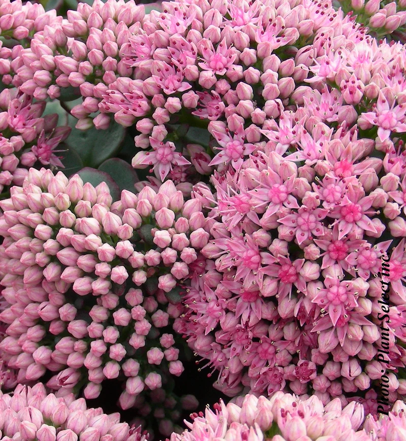 Orpin spathulifolium (Sedum spathulis)