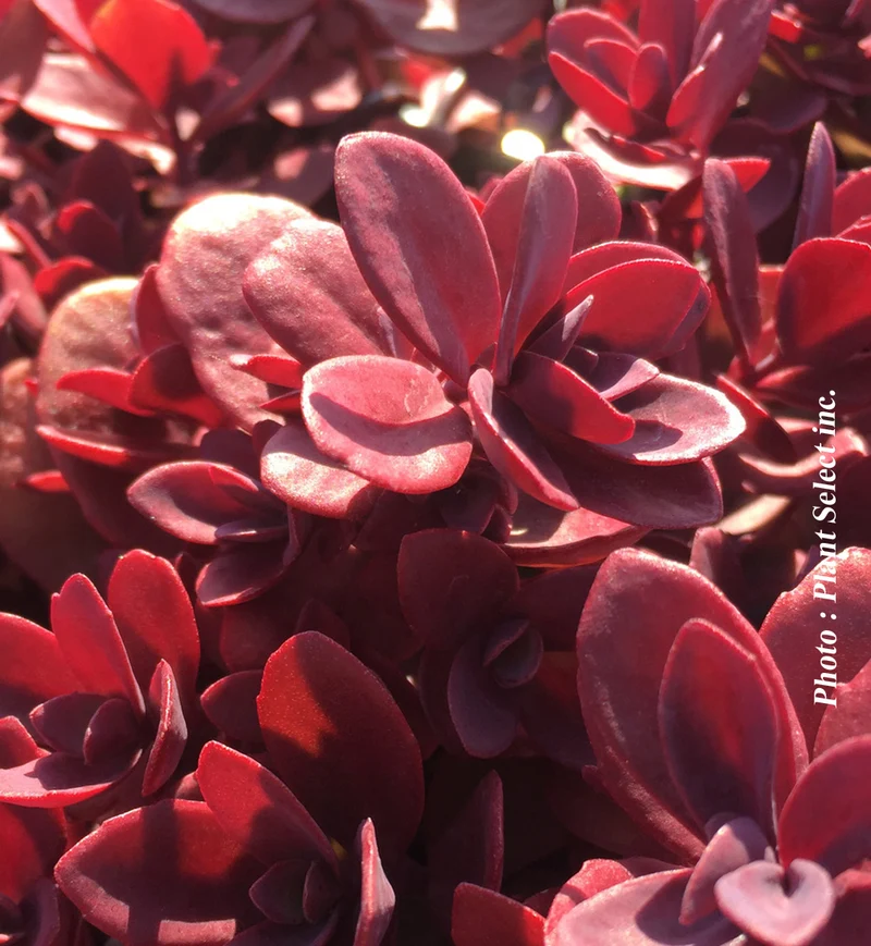Orpin ‘SunSparkler Firecraker’ (Sedum SunSparkler® 'Firecraker')