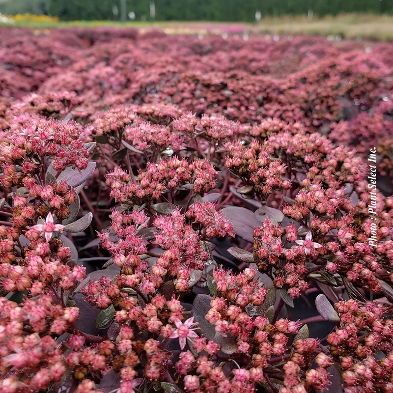 Orpin ‘SunSparkler Dazzleberry’ (Sedum SunSparkler® 'Dazzleberry')