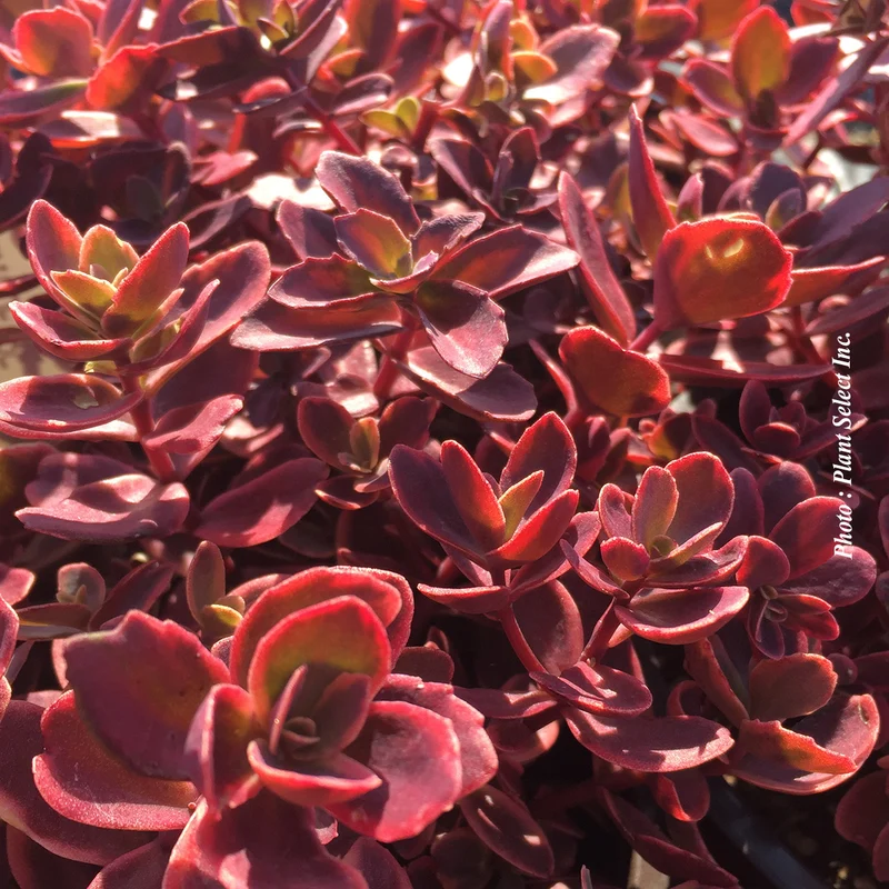 Orpin ‘SunSparkler Wildfire’ (Sedum SunSparkler® 'Wildfire')