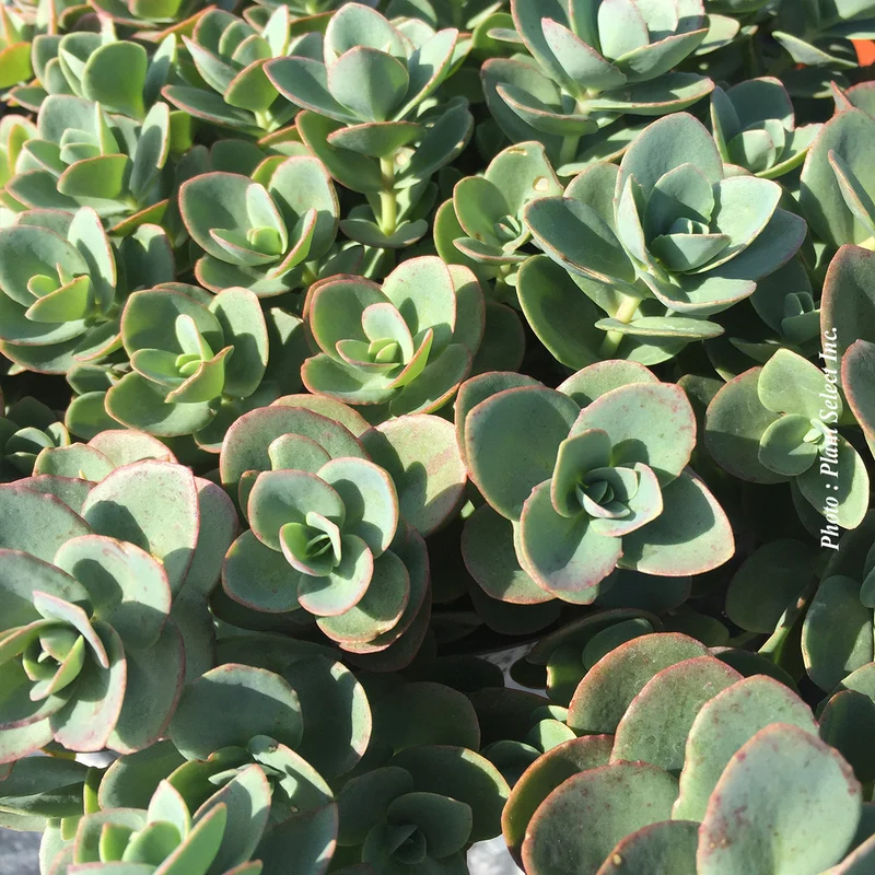 Orpin ‘SunSparkler Lime Zinger’ (Sedum SunSparkler® 'Lime Zinger')