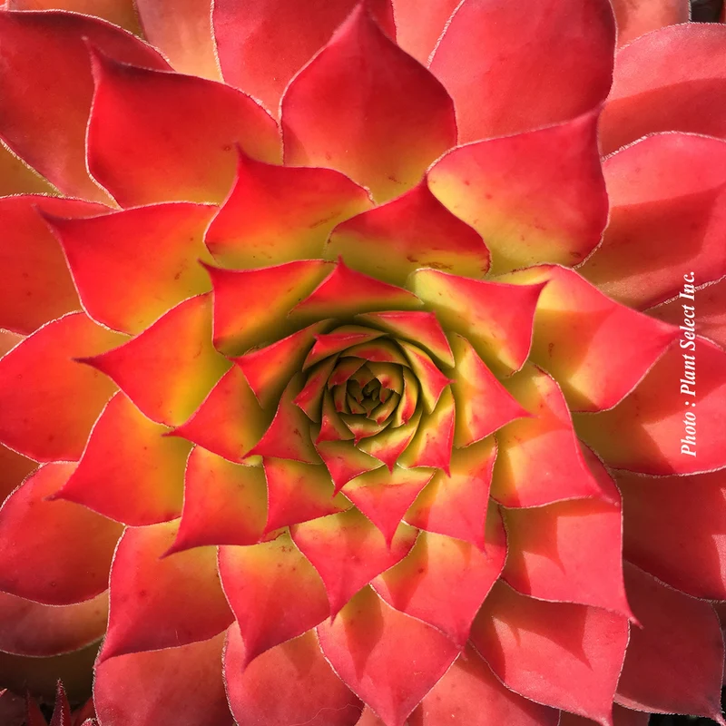 Joubarbe ‘Chick Charms Gold Nugget’ (Sempervivum Chick Charms® 'Gold Nugget')
