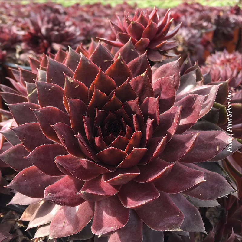 Joubarbe ‘Peggy’ (Sempervivum 'Peggy')