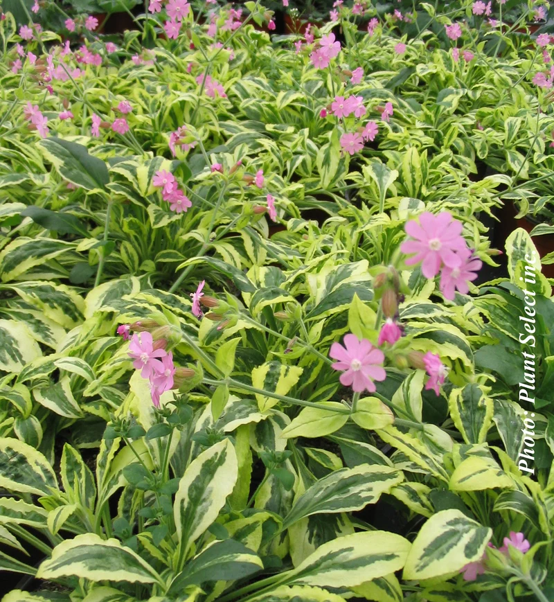 Silène ‘Clifford Moor’ (Silene 'Clifford Moor')