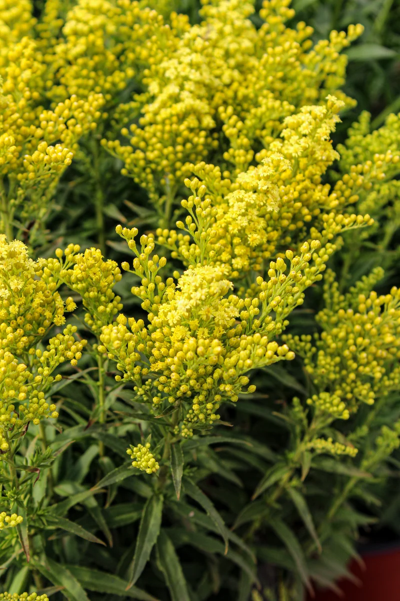 Verge d’or ‘Little Lemon’ (Solidago 'Little Lemon')
