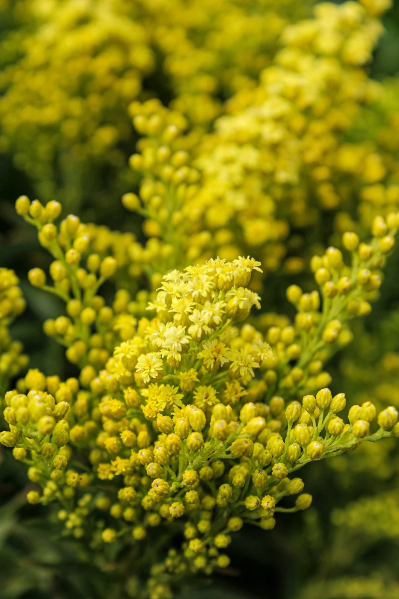 Verge d’or ‘Little Lemon’ (Solidago 'Little Lemon')