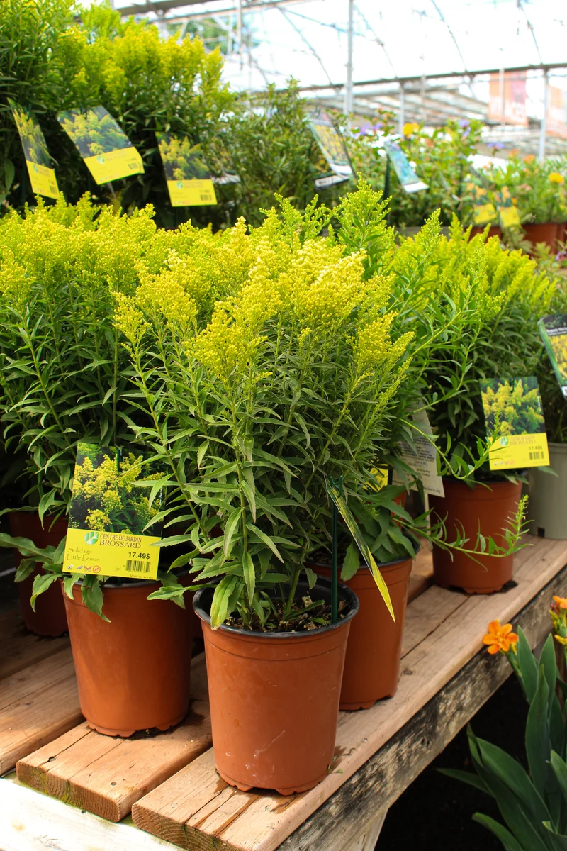 Verge d’or ‘Little Lemon’ (Solidago 'Little Lemon')