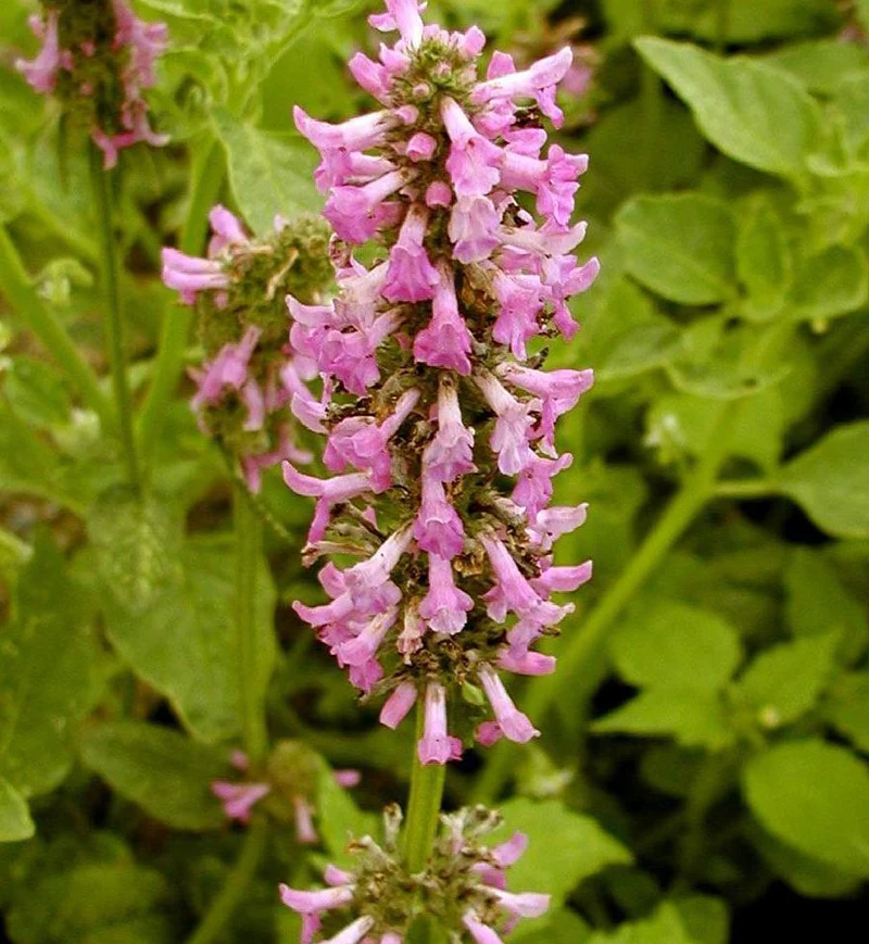 Épiaire ‘Morning Blush’ (Stachys 'Morning Blush')