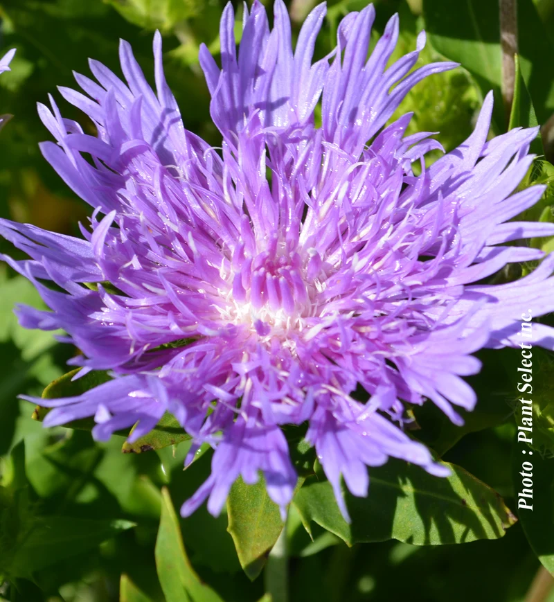 Stokésie ‘Peachie's Pick’ (Stokesia laevis 'Peachie's Pick')