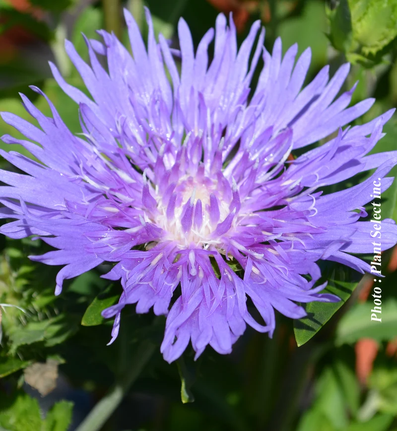 Stokésie ‘Mel's Blue’ (Stokesia laevis 'Mel's Blue')