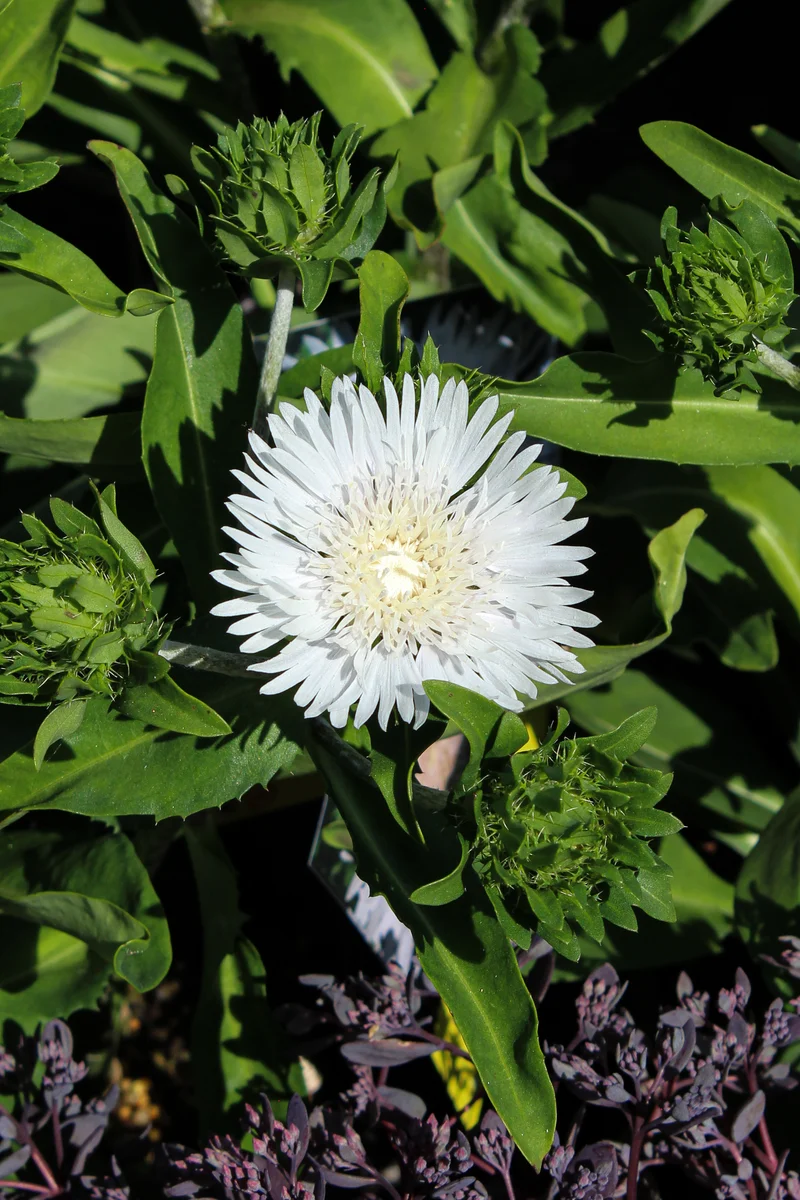 Stokésie ‘Divinity’ (Stokesia laevis 'Divinity')