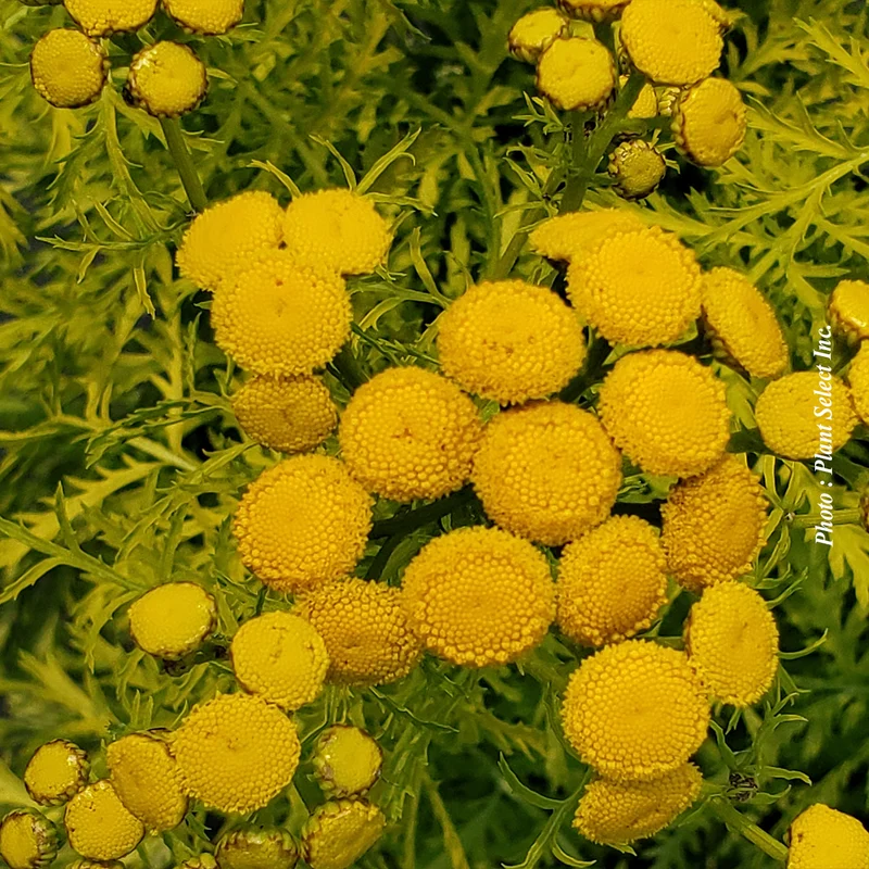 Tanaisie ‘Isla Gold’ (Tanacetum vulgare 'Isla Gold')