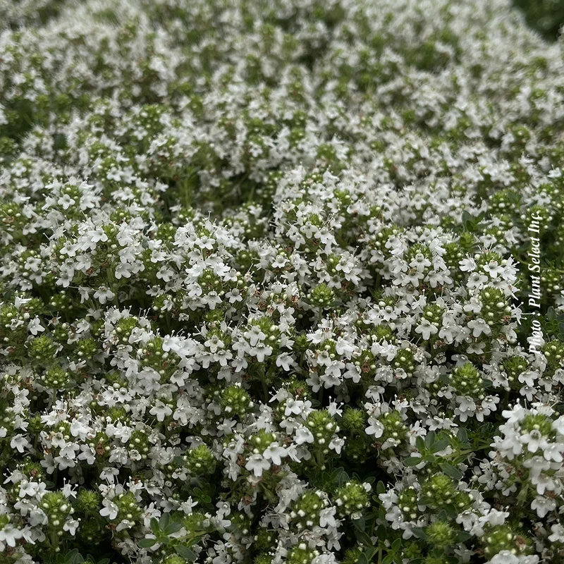 Thym ‘Albus’ (Thymus serpyllum 'Albus')