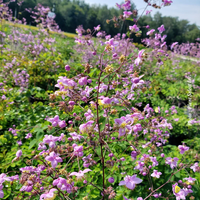 Pigamon rochebrunianum (Thalictrum rochebrunianum)