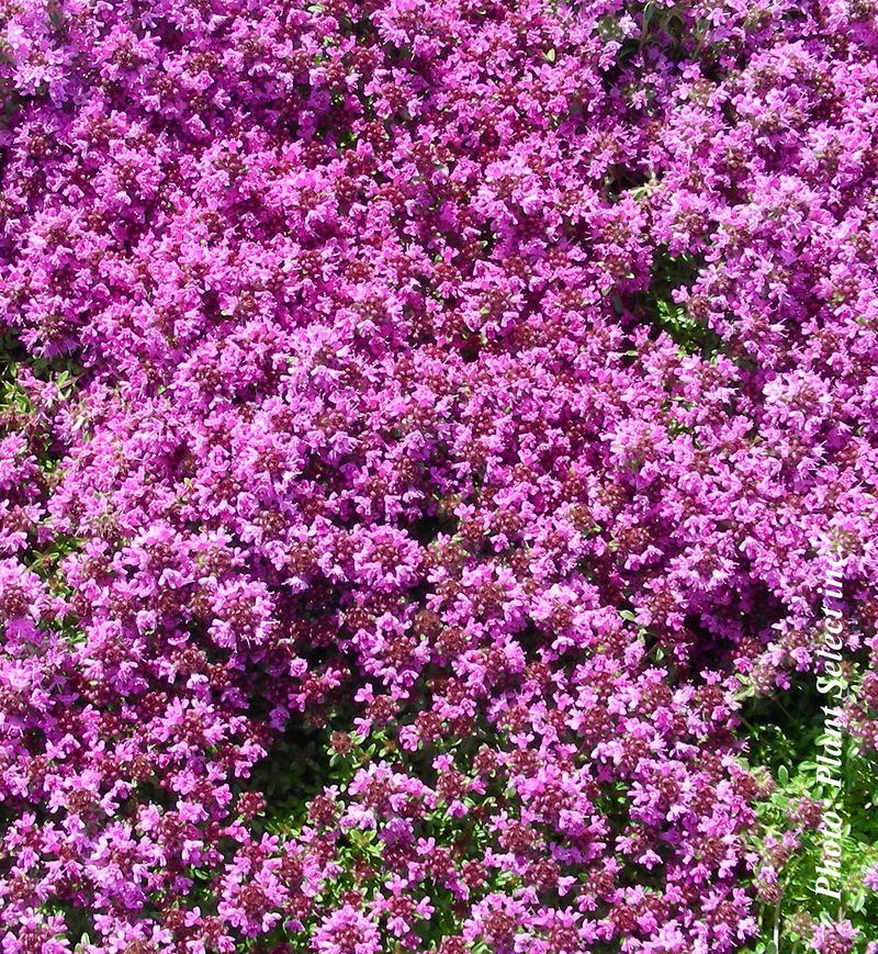 Thym ‘Coccineus’ (Thymus praecox 'Coccineus')