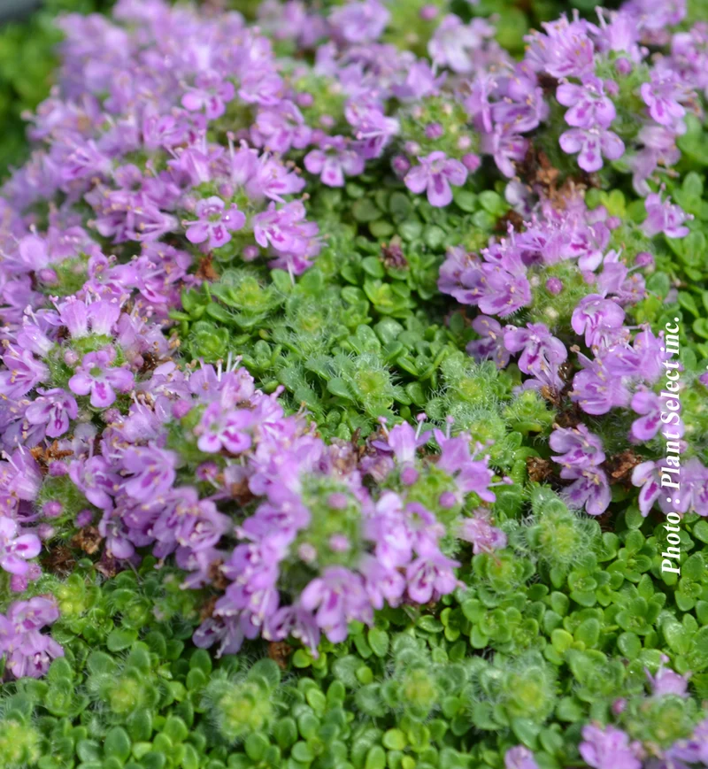 Thym ‘Arcticus’ (Thymus praecox 'Arcticus')