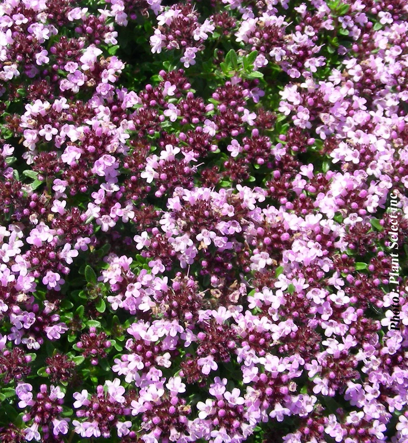 Thym ‘Roseus’ (Thymus serpyllum 'Roseus')