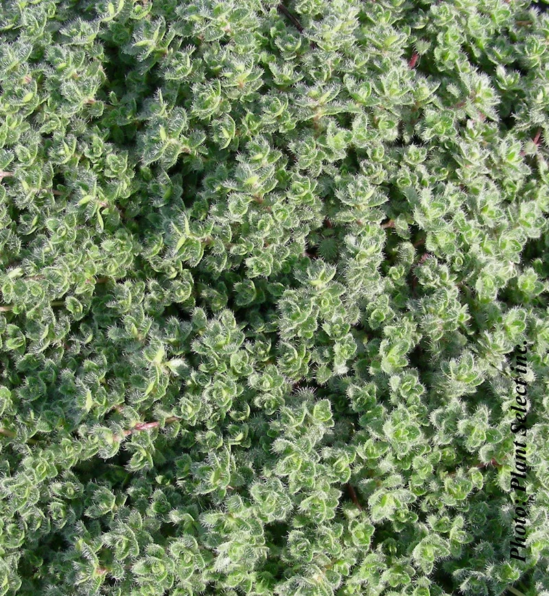 Thym pseudolanuginosus (Thymus pseudolanuginosus)