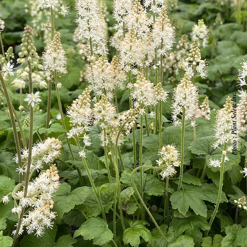 Tiarelle cordifolia (Tiarella cordifolia)